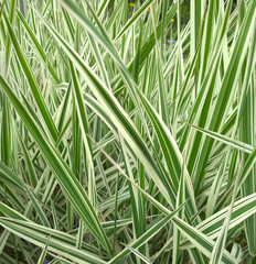 Striped green grass Variegated Sedge 'Ice Dance' (Carex morrowii, foliosissima) with dew drops. Decorative long grass, evergreen sedge with white and green striped foliage.