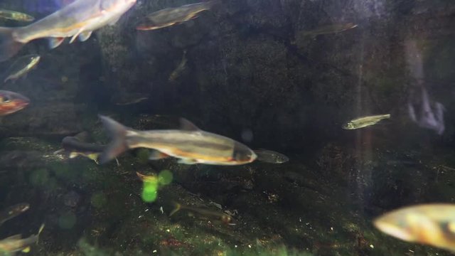 ウグイ　-Japanese dace- 