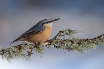 Portrait of the Eurasian nuthatch (Sitta europaea)