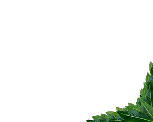 Obraz premium Leaf photo frame on a white background. Leaf wallpaper.