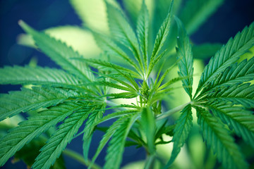 Marijuana leaves on blue background