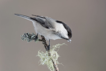 The marsh tit in winter season (Poecile palustris)