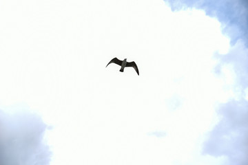 Flying Bird on the Sky