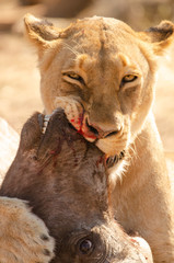 Lioness kill