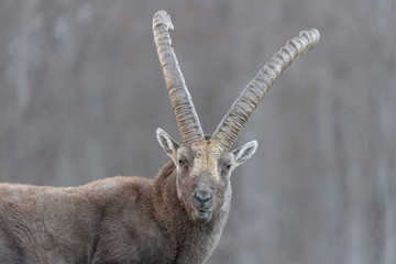 Ibex mountain in the Alps (Capra ibex)