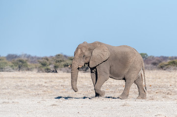 Fototapeta na wymiar One big male African Elephant -Loxodonta Africana- walking down the plains of Etosha National Park.