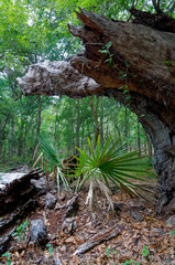 A damaged Live Oak Tree Stump looks over the leaf and bark covered floor of the Woodland at the Brazos Bend State Park