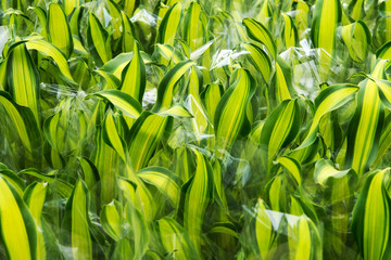 Plants wrapped in vinyl in a flower shop.