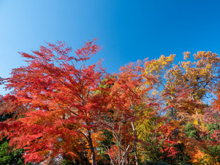 紅葉の風景