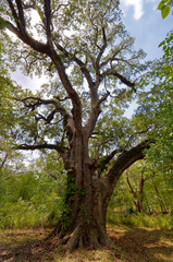 Obraz premium A Live Oak Tree in the woodland area of the Brazos Bend State Park, with its long gnarled branches reaching through the canopy.