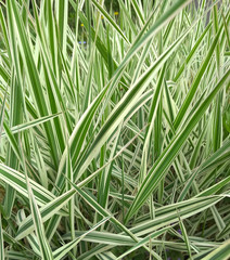 Striped green grass Variegated Sedge 'Ice Dance' (Carex morrowii, foliosissima) with dew drops. Decorative long grass, evergreen sedge with white and green striped foliage.