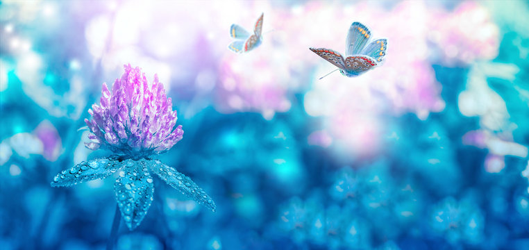 Beautiful spring wild meadow clover flowers bloom, butterfly with dew drops, macro. Soft focus nature background. Artistic toned image. Floral springtime panorama. Mixed media art