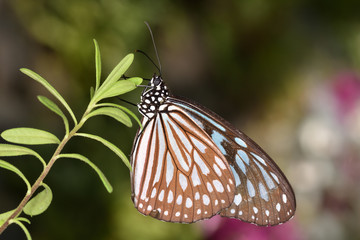 リュウキュウアサギマダラ
