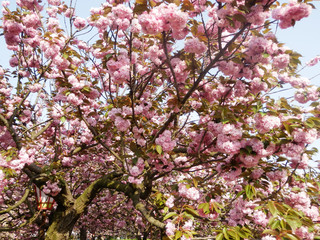 満開の桜 八重桜 お花見 造幣局の通り抜け 写真