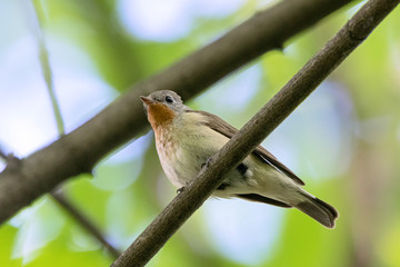 Red-breasted flycatcher male sitting on branch. Cute little songbird with bright orange chest. Bird in wildlife.