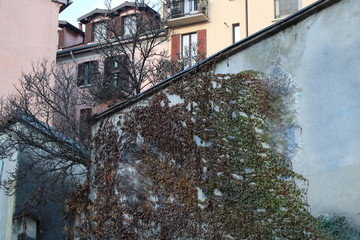 Facciate con edera rampicante e alberi