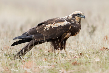 Birds Raptors. Female Aguilucho lagunero (Circus aeruginosus), perched on the ground. Lion. Spain