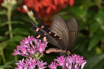 ジャコウアゲハ