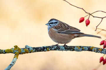 Bunting (Emberiza cia) perched on a branch of wild rose. Lion. Spain
