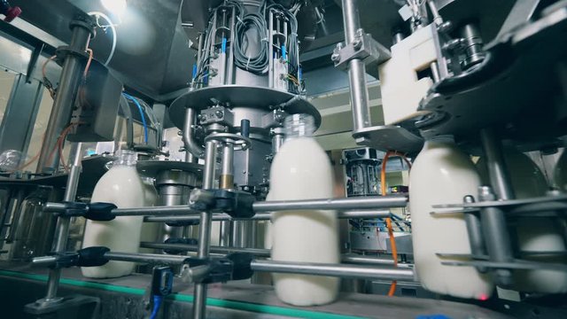 Bottles with milk moving on a factory line.
