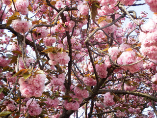 満開の桜 八重桜 お花見 造幣局の通り抜け 写真