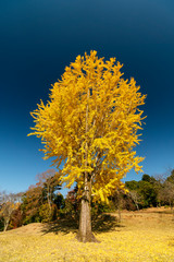 Naklejka premium 青空バックのイチョウの木