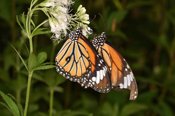 スジグロカバマダラ