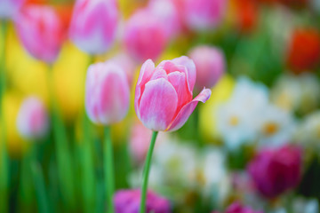 vivid pink tulip flower in garden , in soft focus