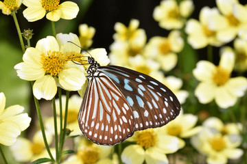 リュウキュウアサギマダラ