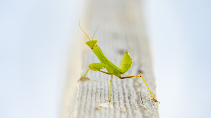 Close up of green mantis ( Mantis religiosa ) Sochi, Russia