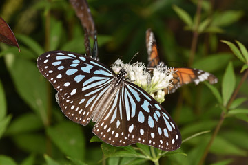 リュウキュウアサギマダラ