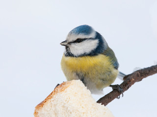 Blue tit cyanistes caeruleus eating bread in winter. Cute little bright colorful park bird in wildlife.