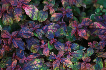 Close up photo of colorful leaves with purple and green colors as background material