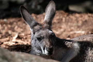 Sydney Australia, female red kangaroo laying in the sunshine