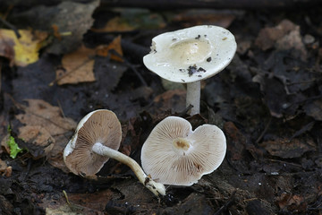 Hebeloma crustuliniforme, known as poison pie or fairy cakes, poisonous mushrooms from Finland