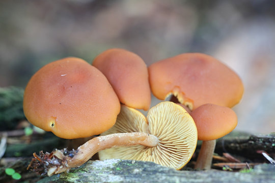 Gymnopilus penetrans, known as Common Rustgill, wild fungus from Finland