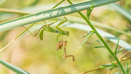 Female mantis is having lunch after mating. Sochi, Russia.