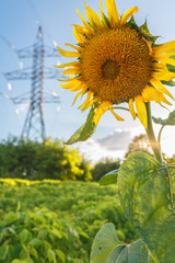 Close-up of blooming yellow sunflower on meadow with trees and power transmission tower at backgorund on sunny day. Harvest and summer concept