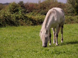 Naklejka na ściany i meble One white horse in a green field grazing grass, Selective focus.