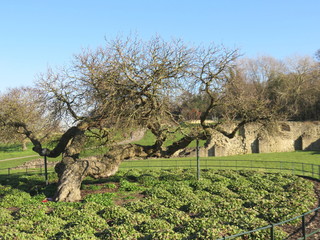 Mulberry Tree