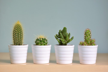 Différents petits cactus décoratifs