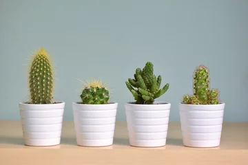 Deurstickers Verschillende kleine decoratieve cactus © icarmen13
