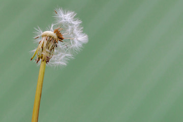 a half of a dandelion globular seed head on a green wooden background