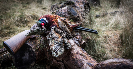 Dead pheasant and over-and-under gun composition, Aviemore, Scotland, UK