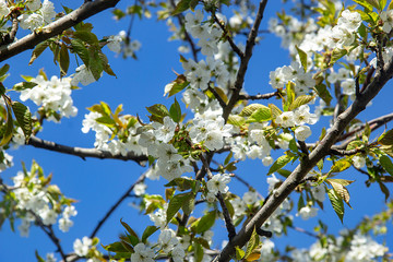 blooming apricot against the deep sky