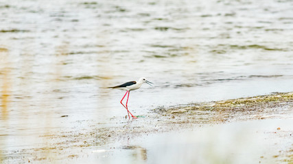 Black-Winged Stilt bird in shallow water (Himantopus himantopus) Anapa, Russia.