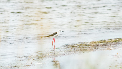Black-Winged Stilt bird in shallow water (Himantopus himantopus) Anapa, Russia.
