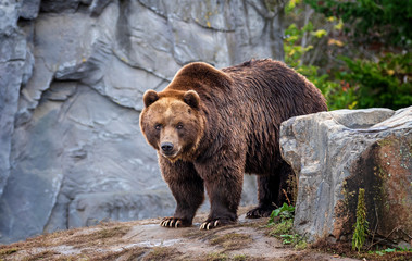 Braunbär