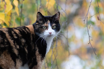 Katze dreifarbig. Katze Julie im Winter, an einem nebligen Tag, nach dem Regen auf der Terrasse. Birke im Hintergrund