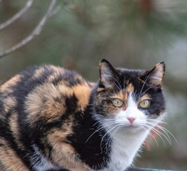 Naklejka na ściany i meble Katze dreifarbig. Katze Julie im Winter, an einem nebligen Tag, nach dem Regen auf der Terrasse. Birke im Hintergrund